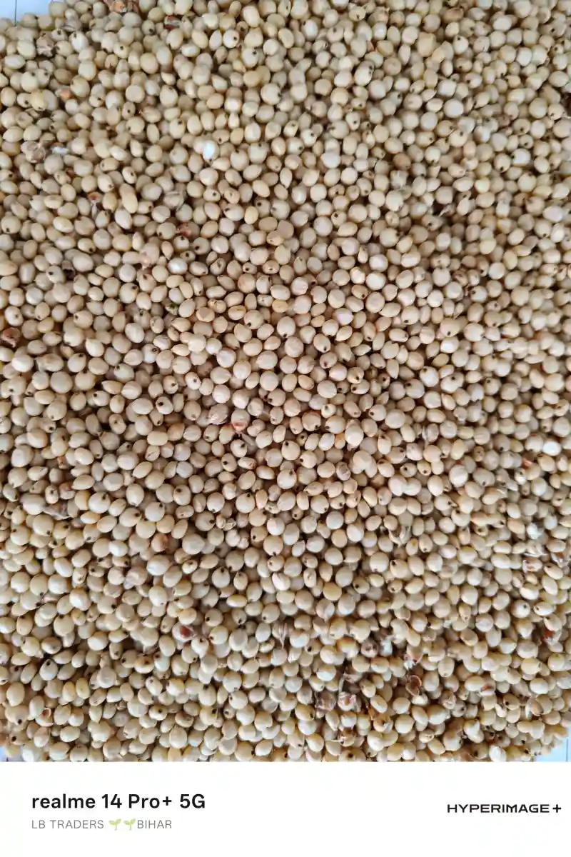 Pearl Millet