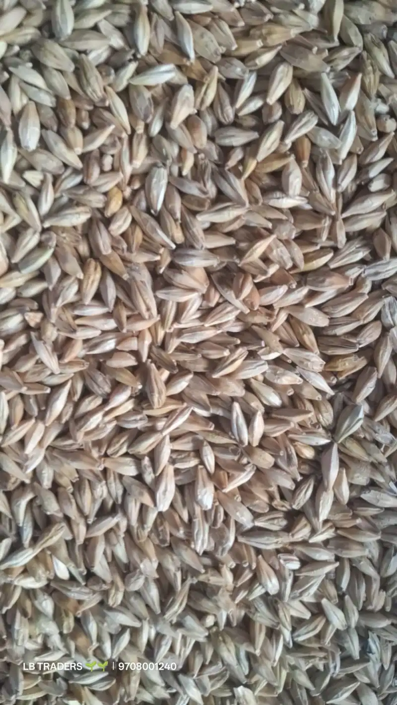 Barley