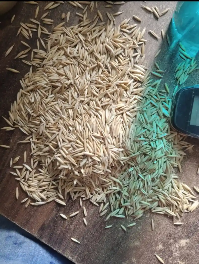 Oats